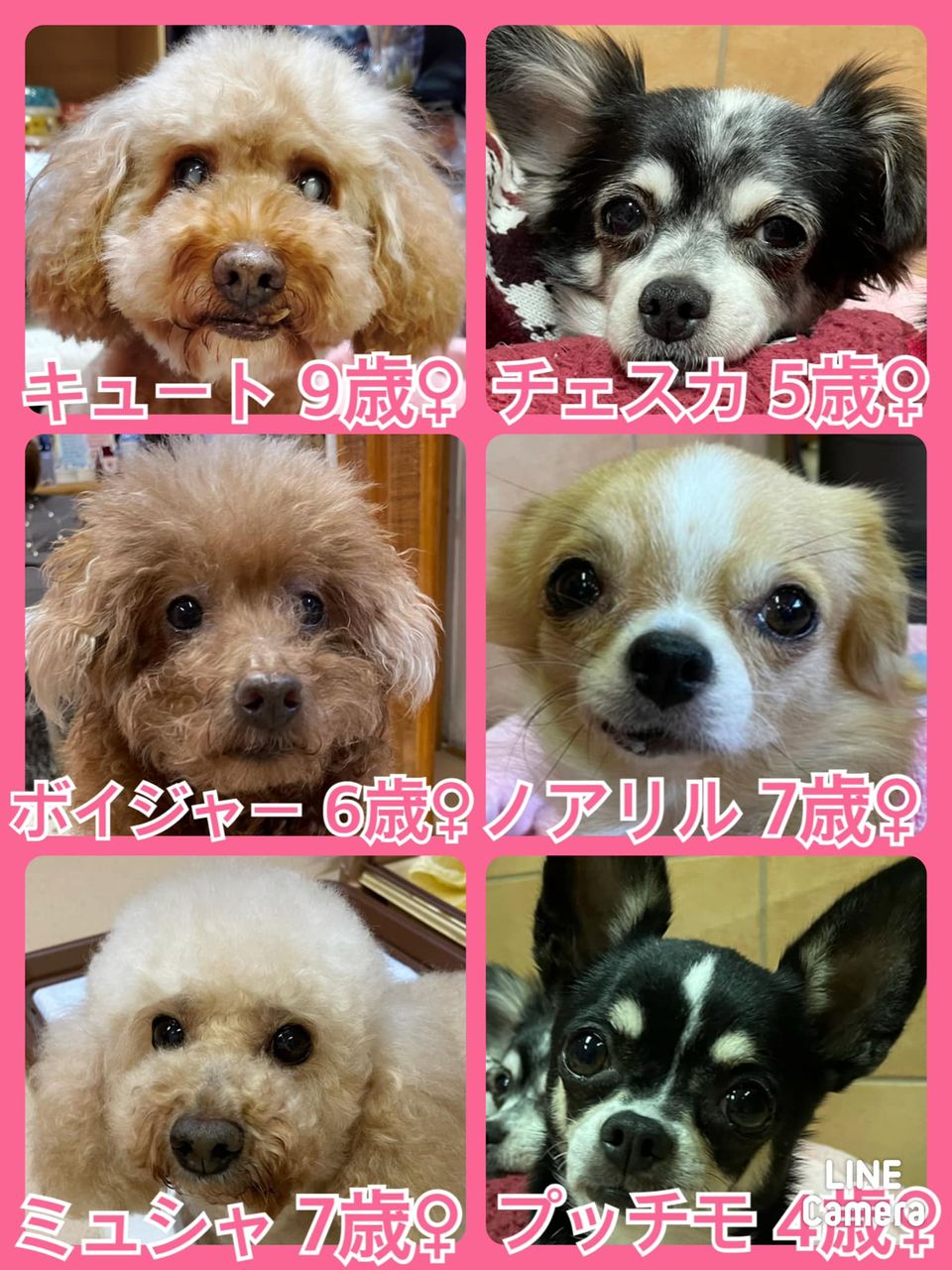 🐾今日の里親様募集中ワンコ🐶メンバーです🐾2021,12,4【保護犬カフェ天神橋店】